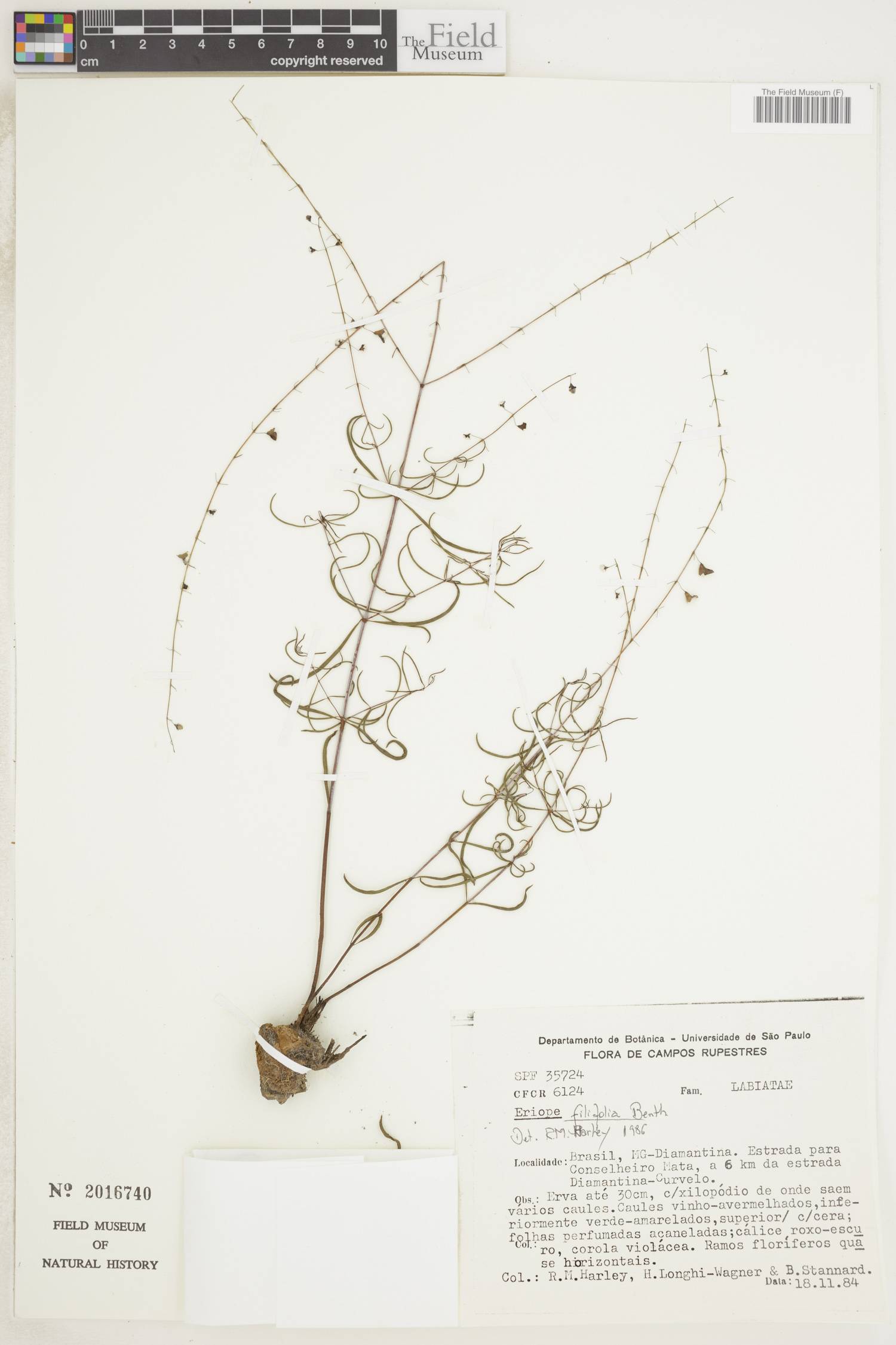 Eriope filifolia image