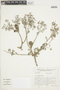 Eriope latifolia image