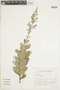 Eriope latifolia image
