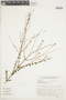 Eriope parvifolia image