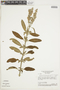 Eriope salviifolia image