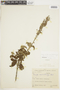 Eriope salviifolia image