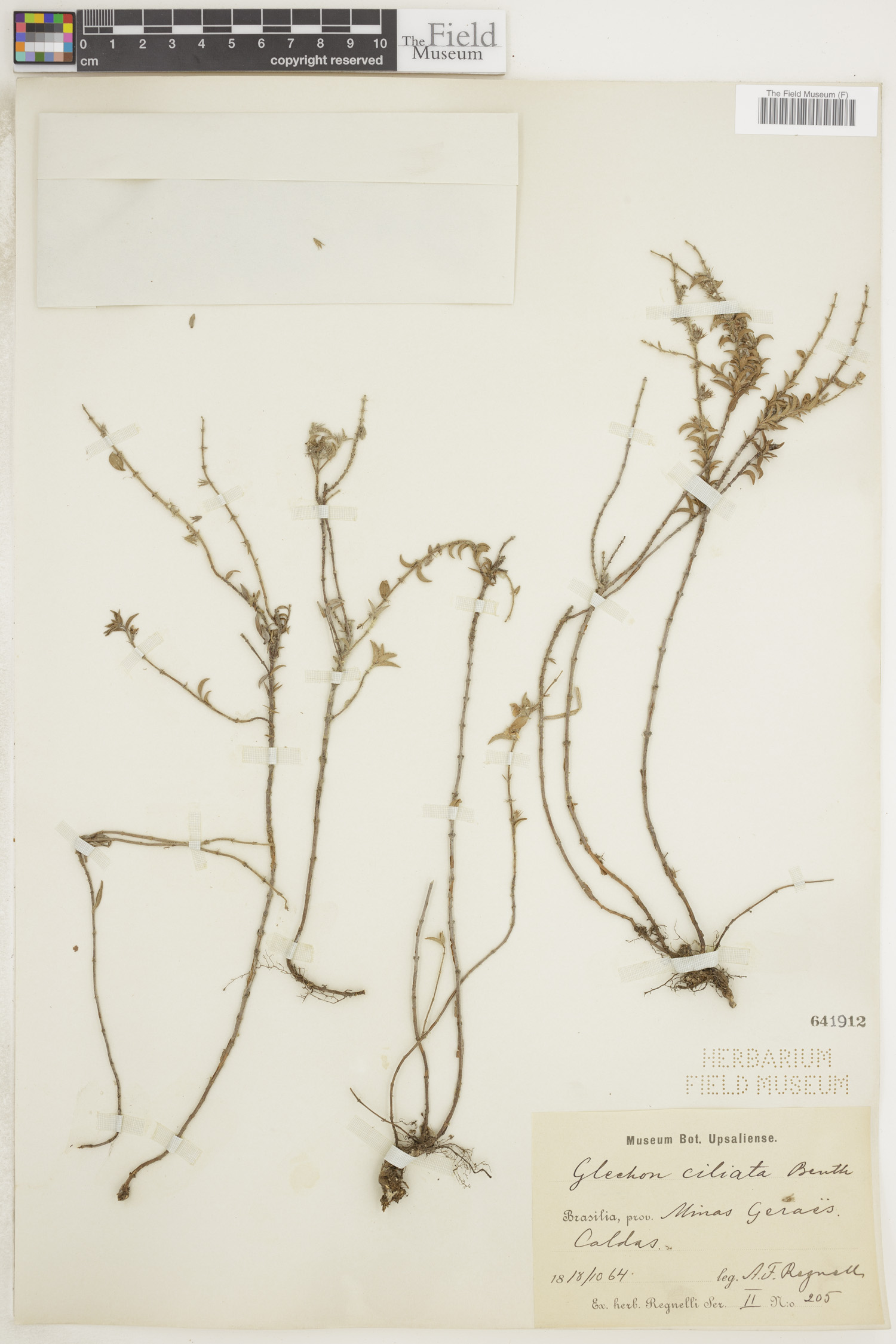 Glechon ciliata image