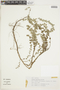 Glechon marifolia image