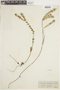 Glechon ciliata image