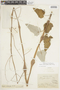 Physominthe vitifolia image
