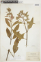 Hyptidendron arboreum image