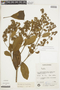 Hyptidendron asperrimum image