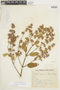 Hyptidendron asperrimum image