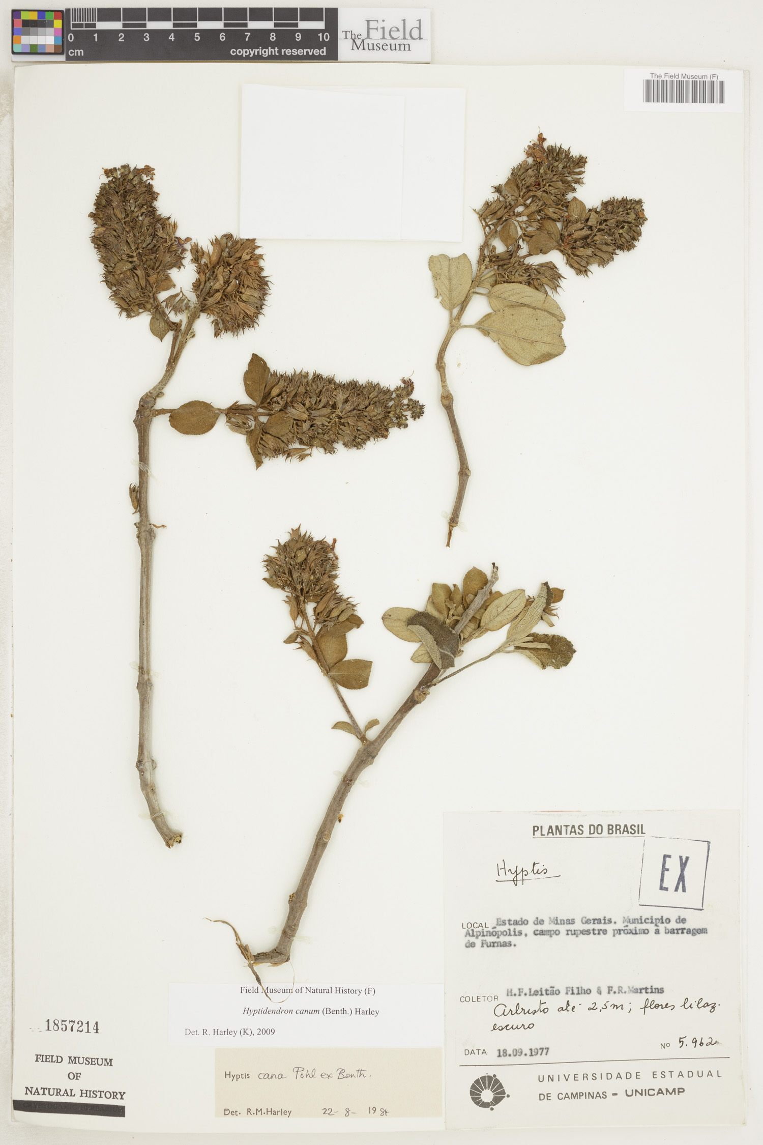 Hyptidendron canum image