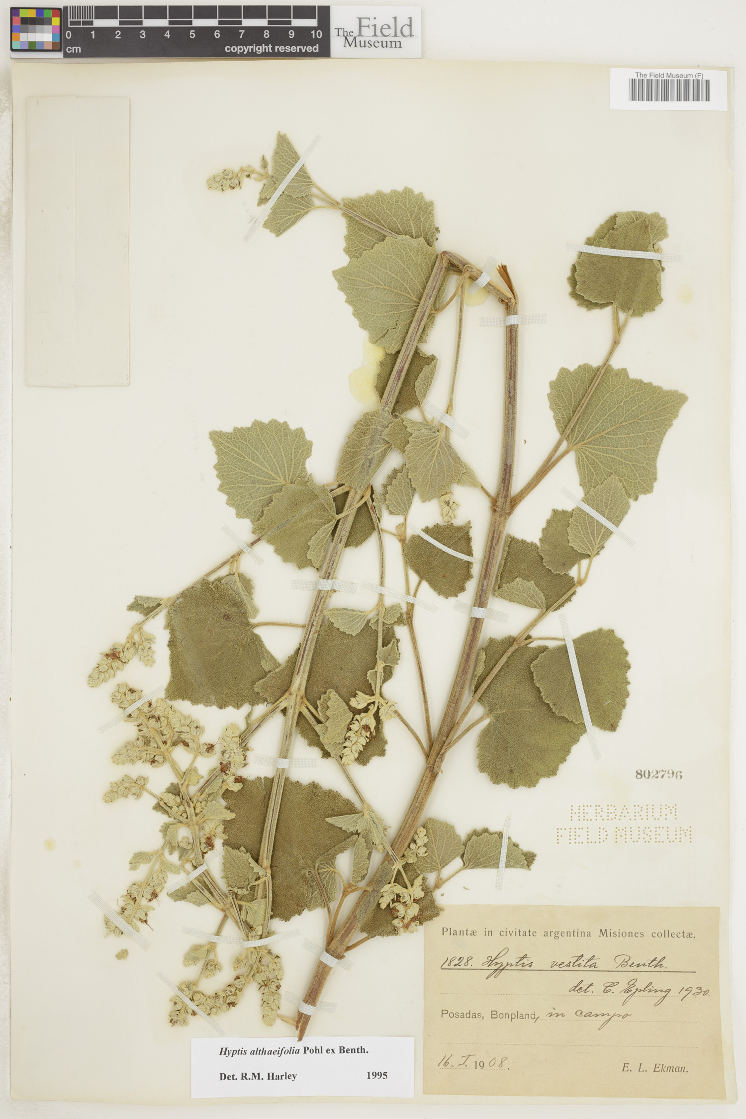 Cantinoa althaeifolia image