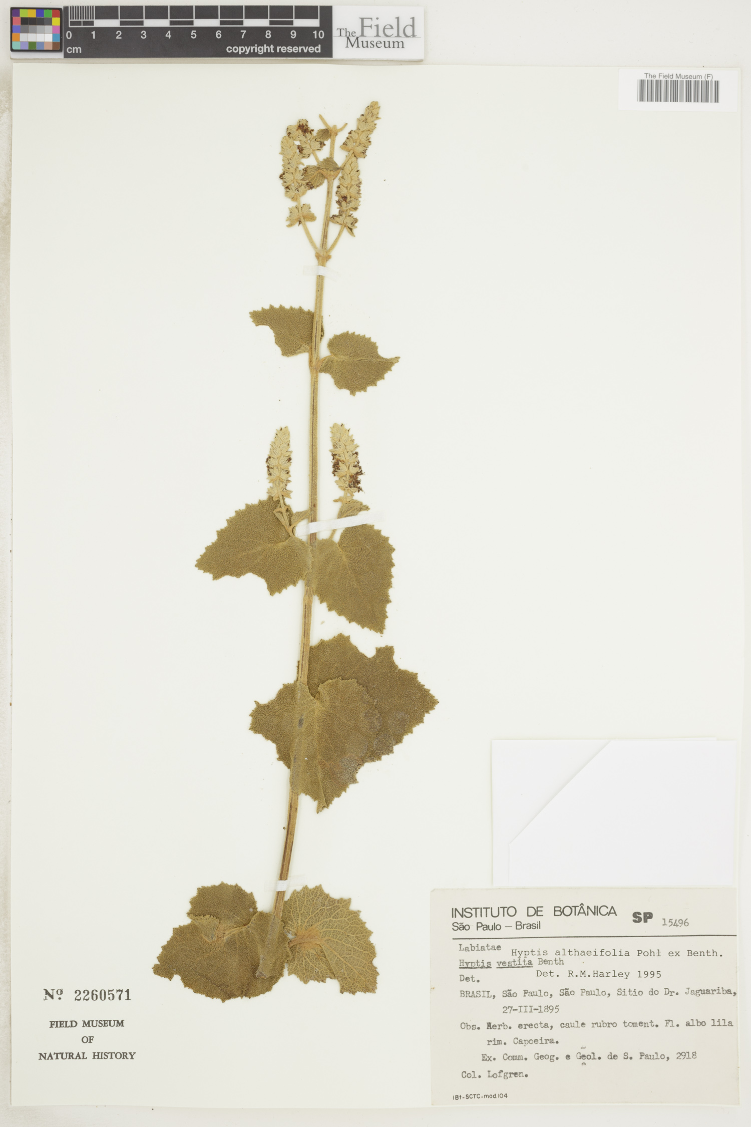 Cantinoa image