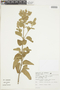 Cantinoa althaeifolia image