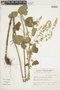 Cantinoa althaeifolia image