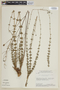 Cyanocephalus caprariifolius image