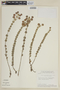 Cyanocephalus cardiophyllus image