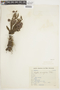 Hypenia densiflora image