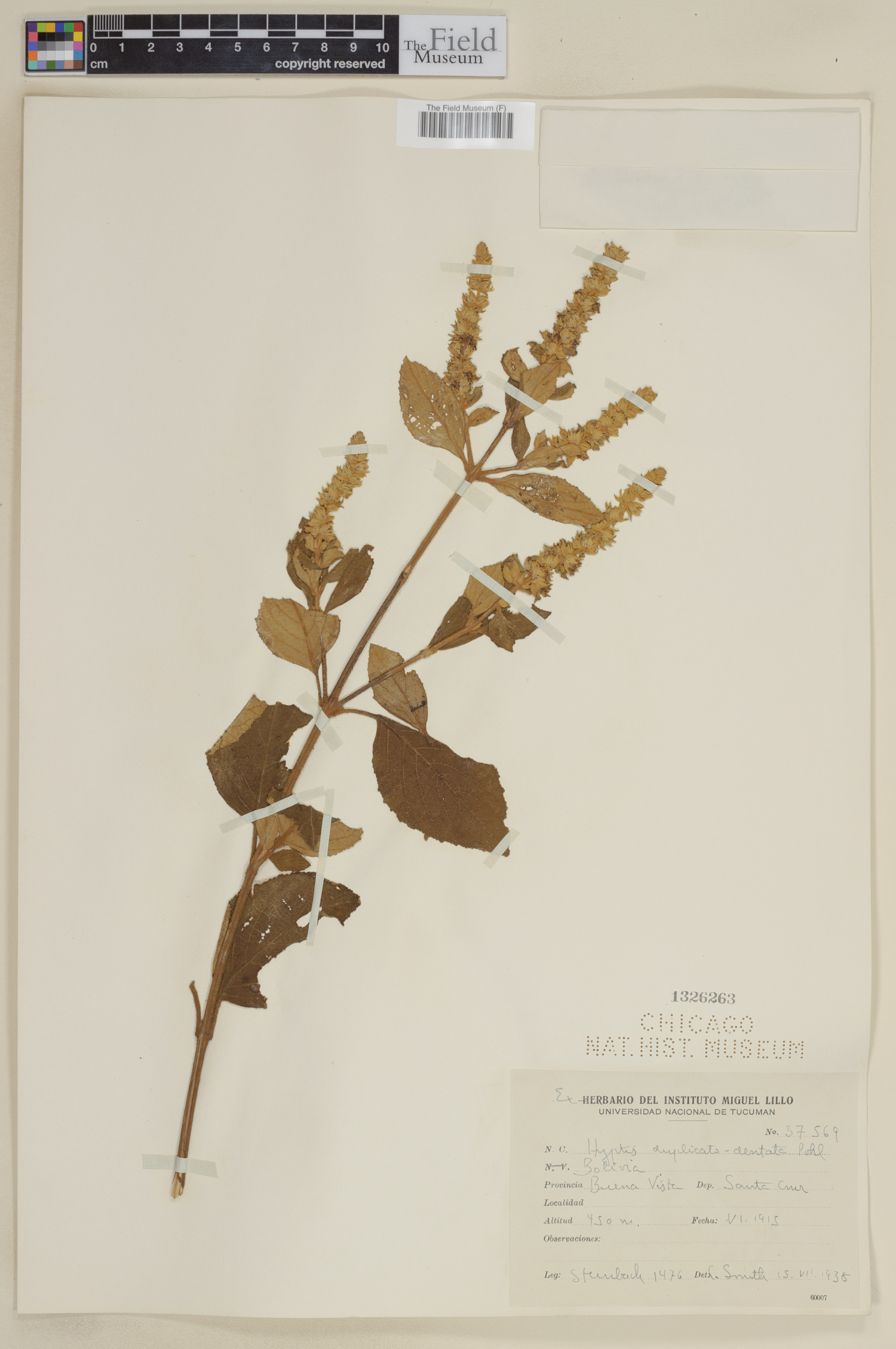 Hyptis duplicatodentata image
