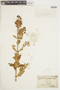 Hyptis eriophylla image