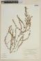 Hyptis floribunda image