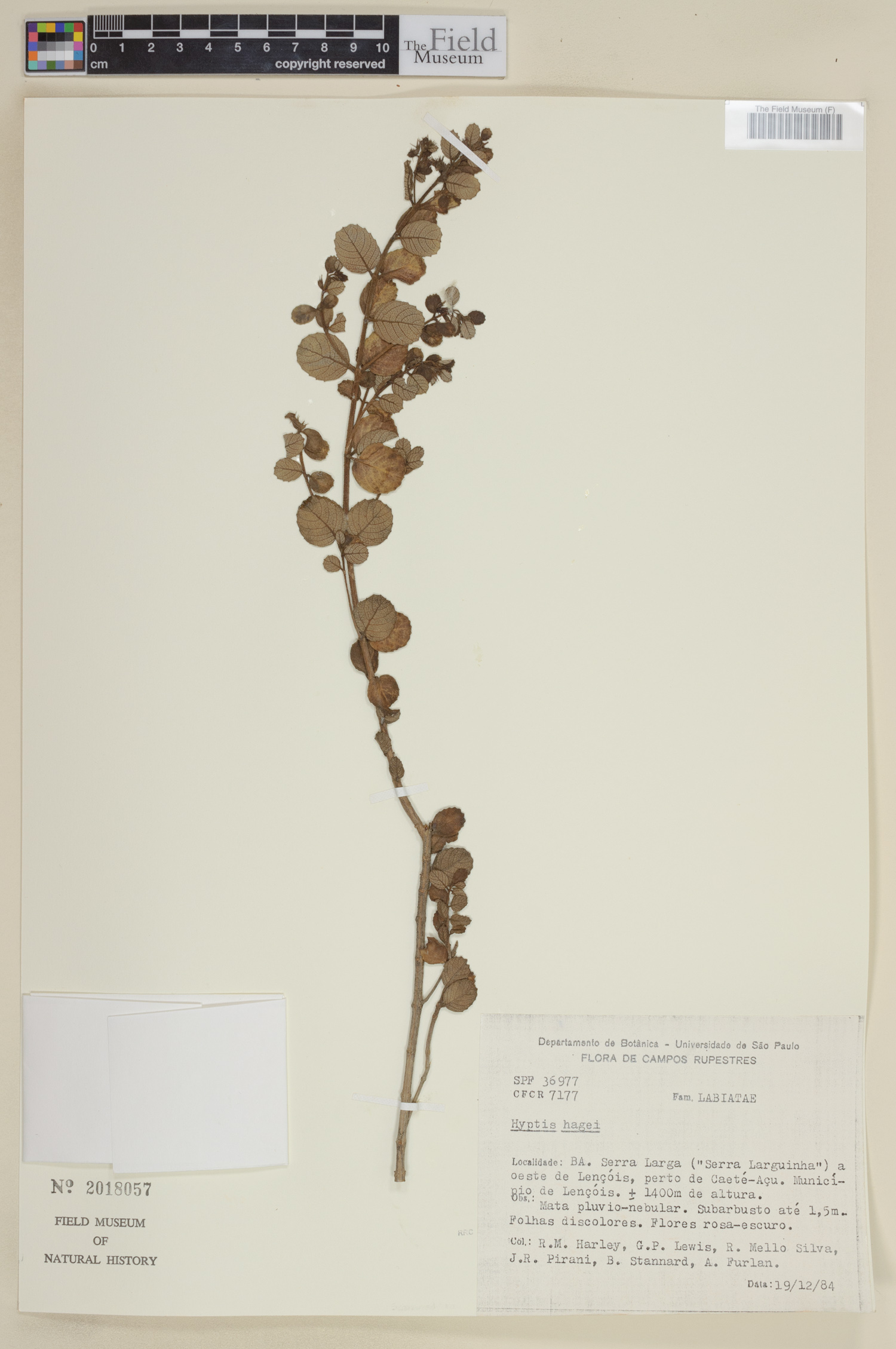 Oocephalus hagei image