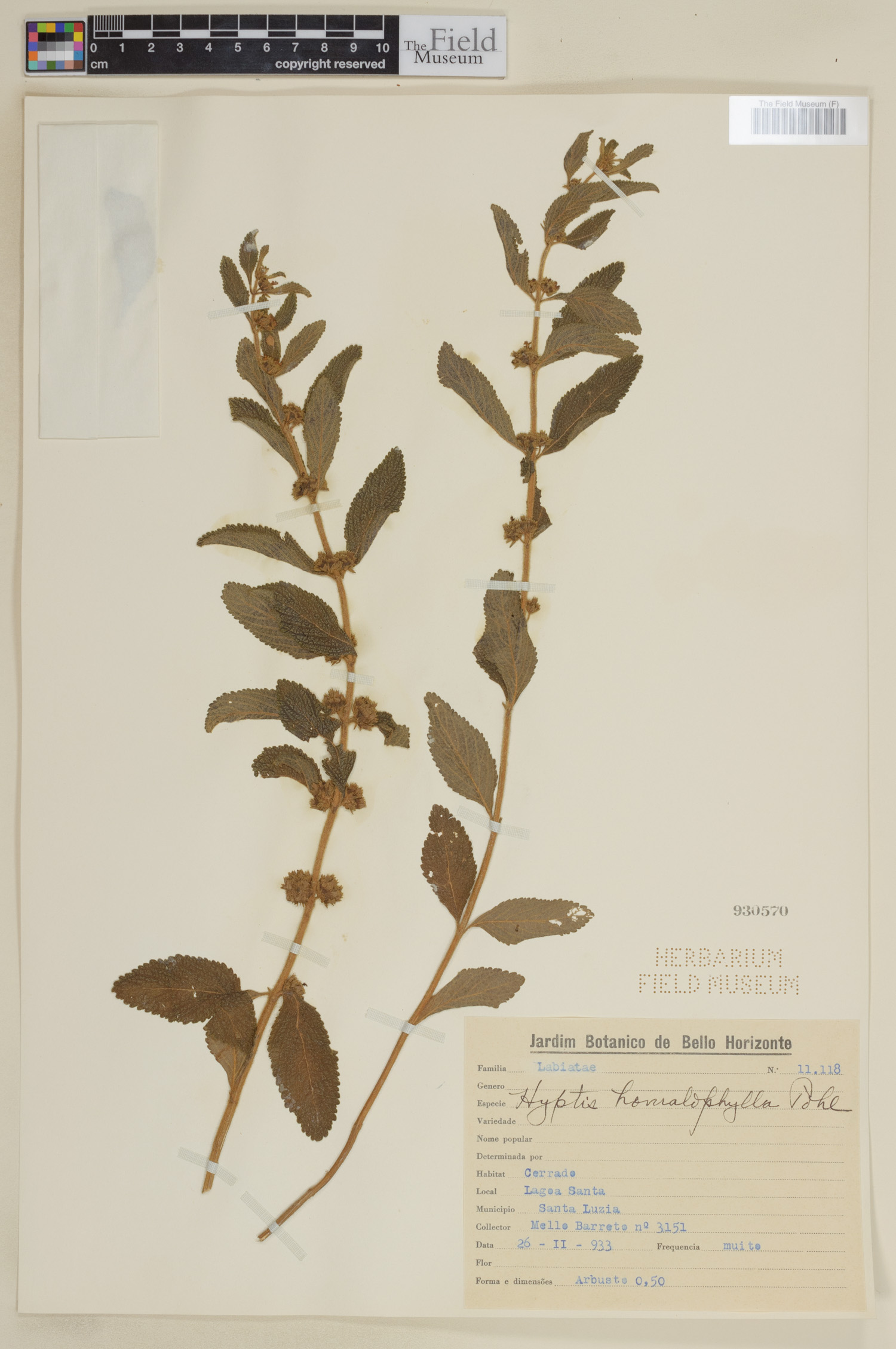 Hyptis homalophylla image