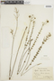 Cyanocephalus lippioides image