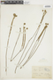 Cyanocephalus lippioides image