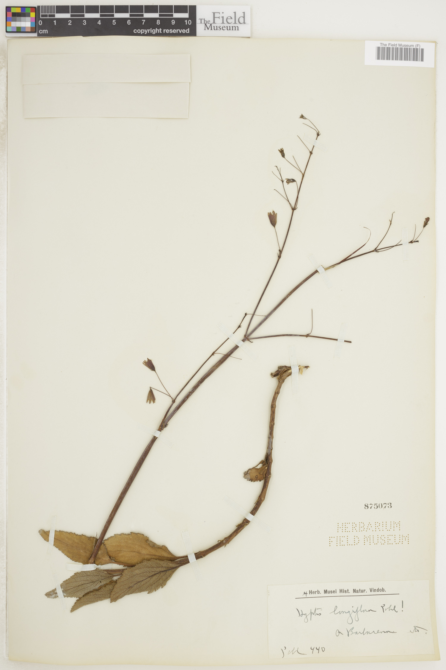 Hypenia reticulata image