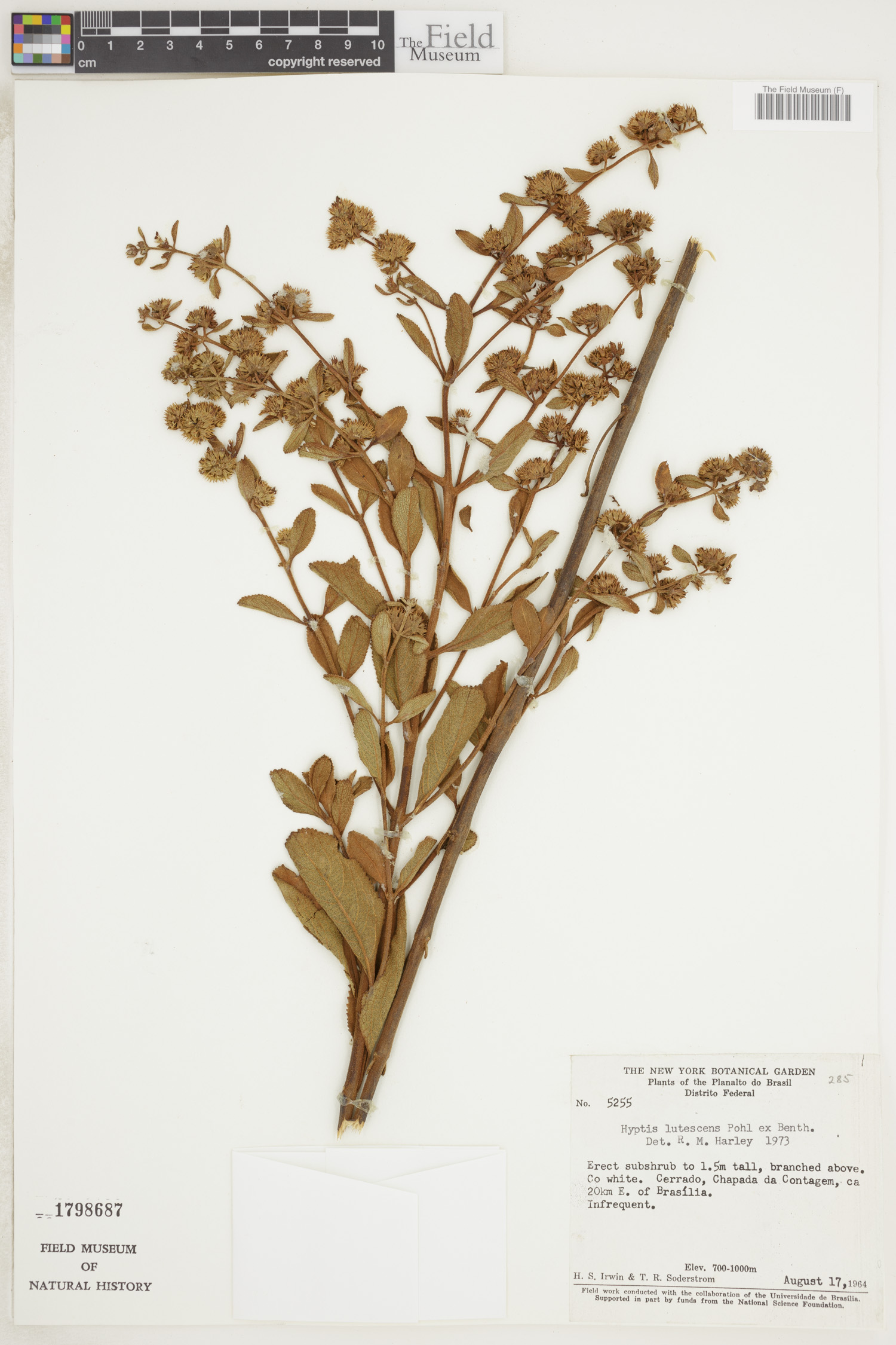 Hyptis lutescens image