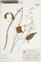Hypenia macrantha image