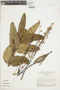 Hypenia macrantha image