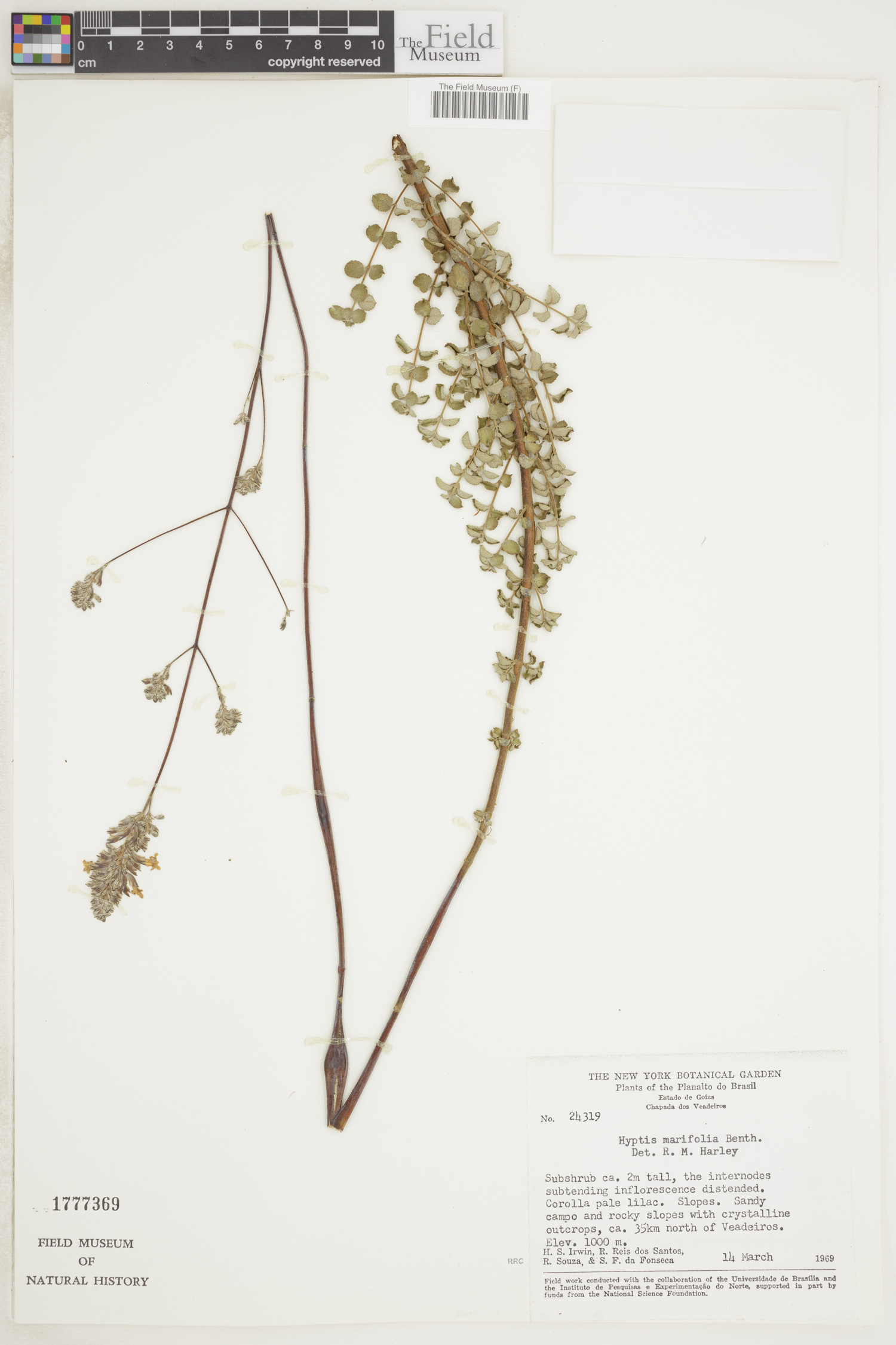 Hypenia marifolia image