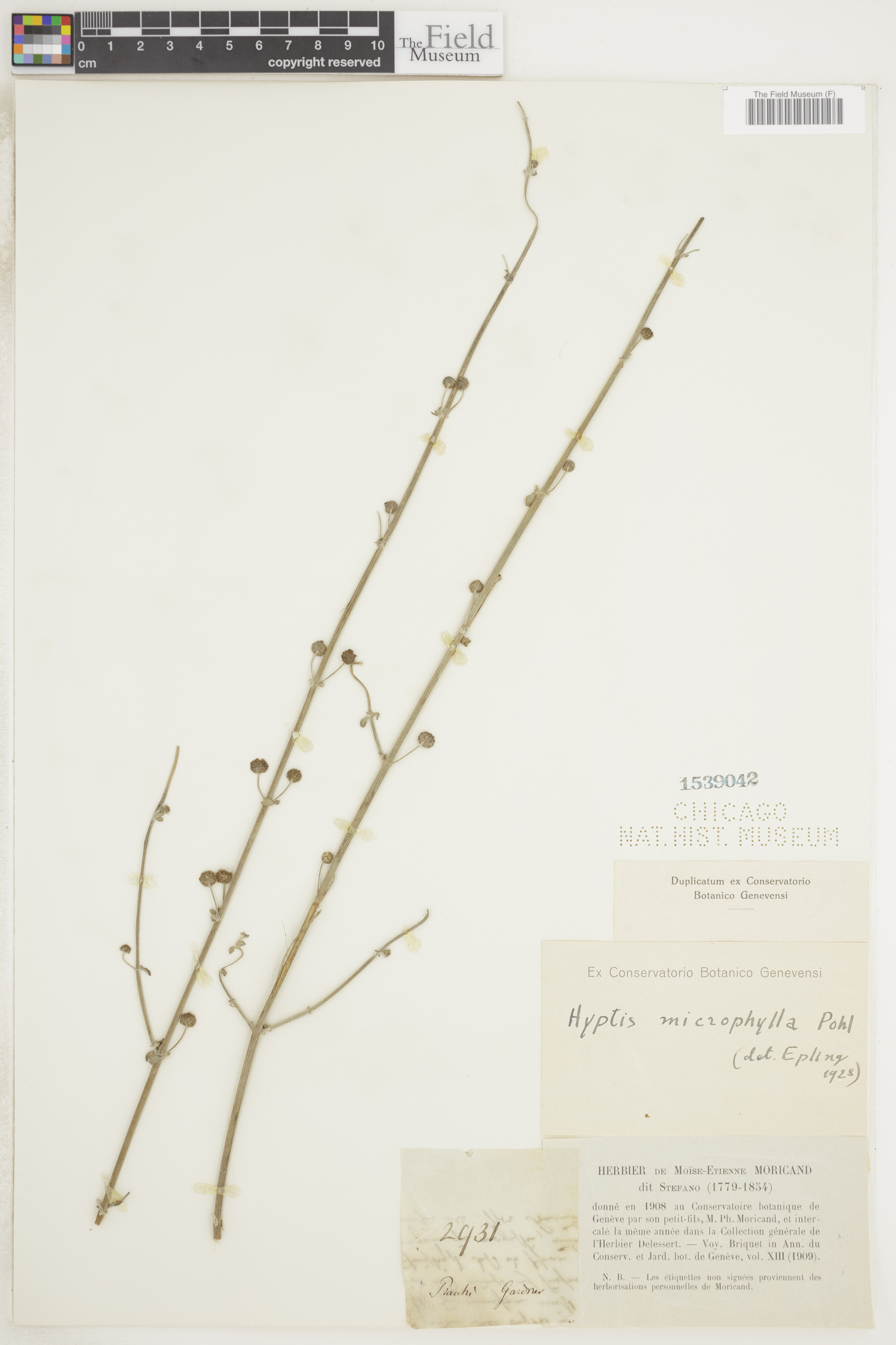 Hyptis microphylla image