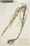 Hyptis microphylla image