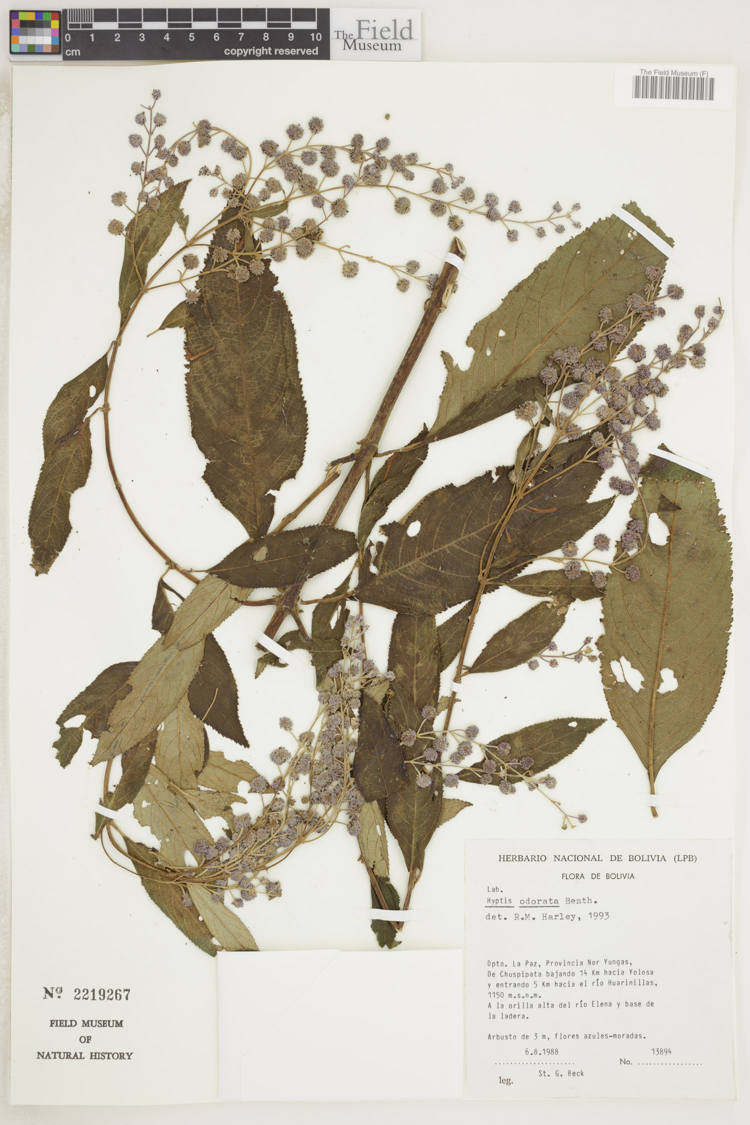 Hyptis odorata image