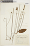 Hyptis ovalifolia image