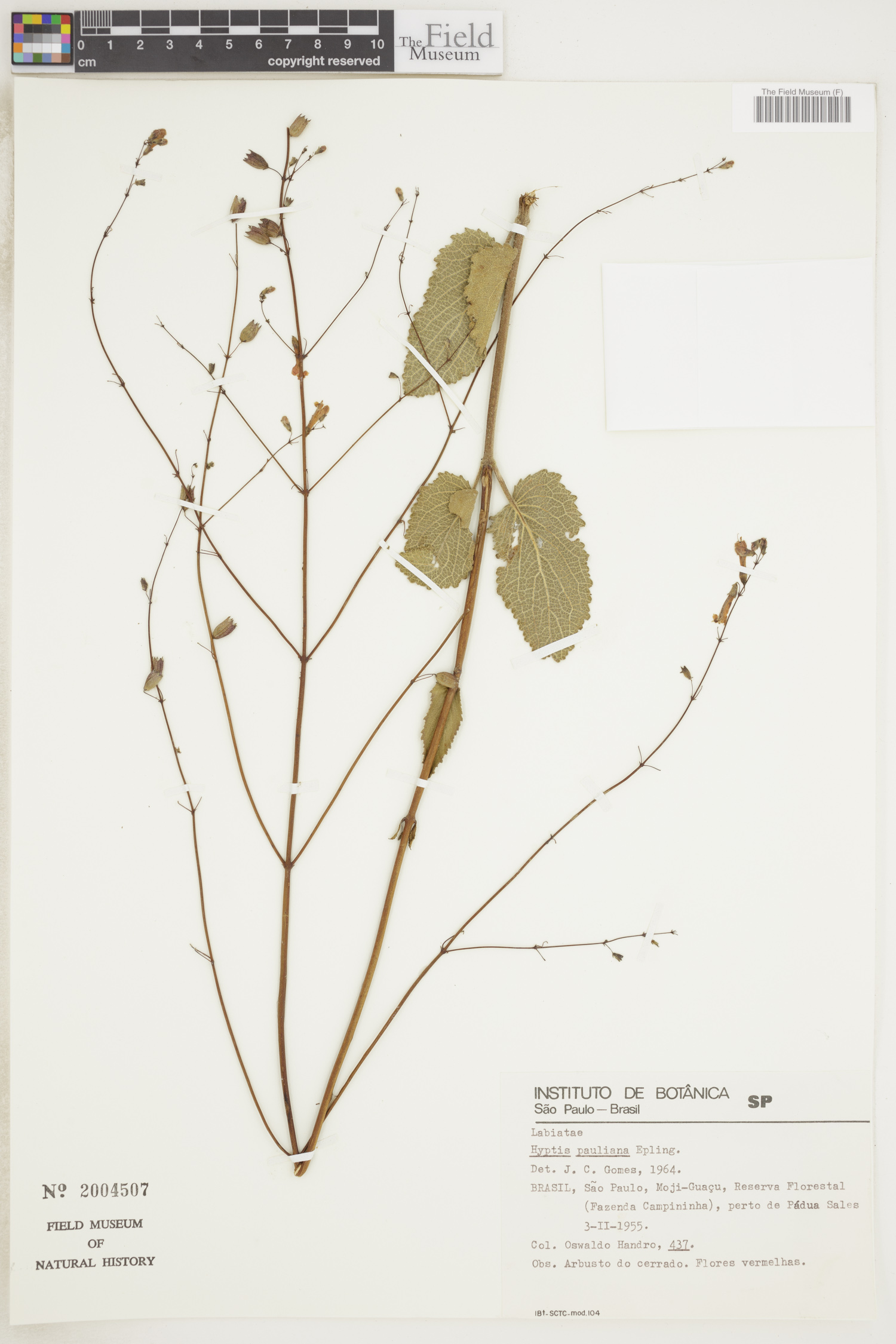 Hypenia pauliana image