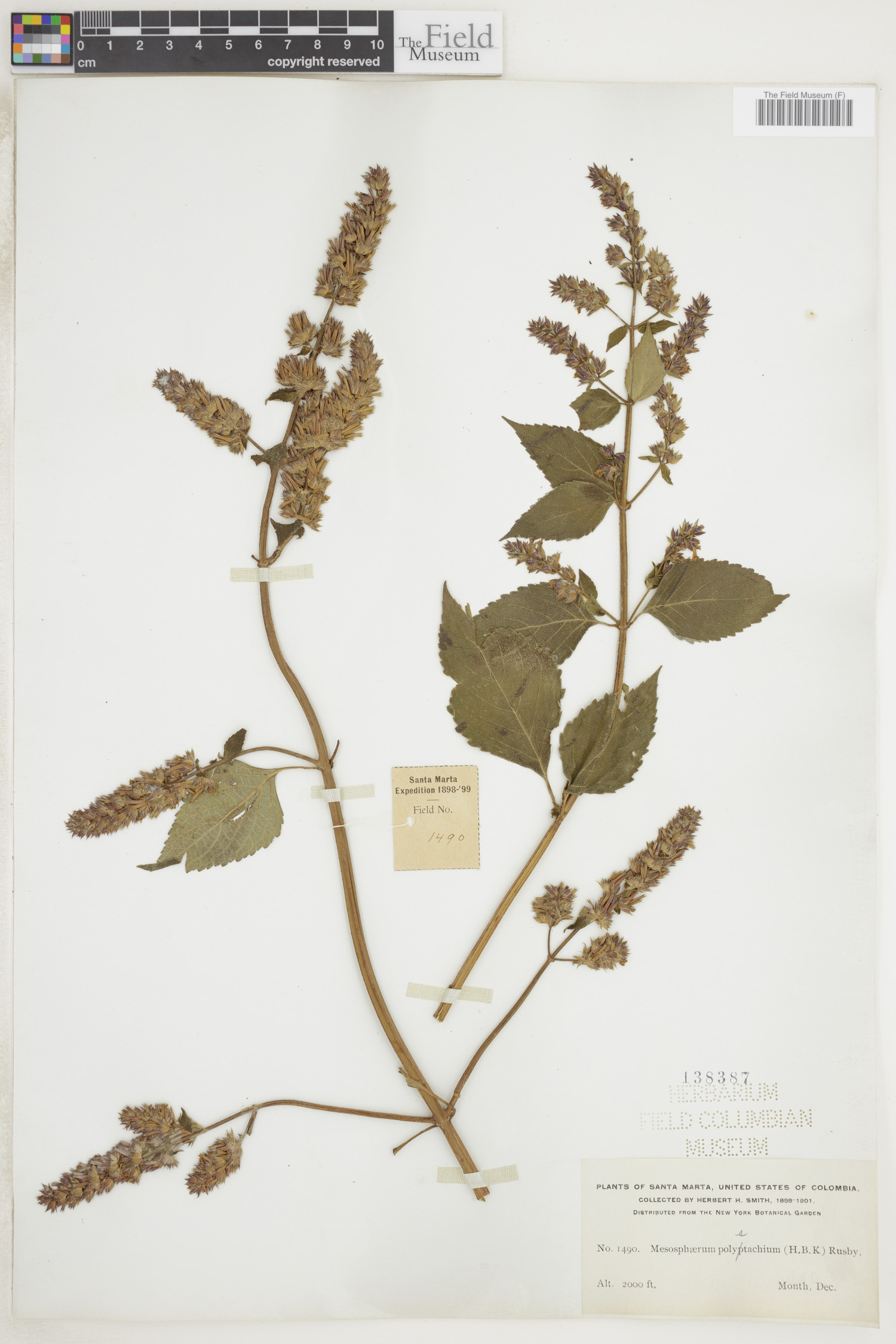 Cantinoa mutabilis image