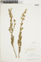Cyanocephalus desertorum image