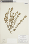 Hyptis pycnocephala image