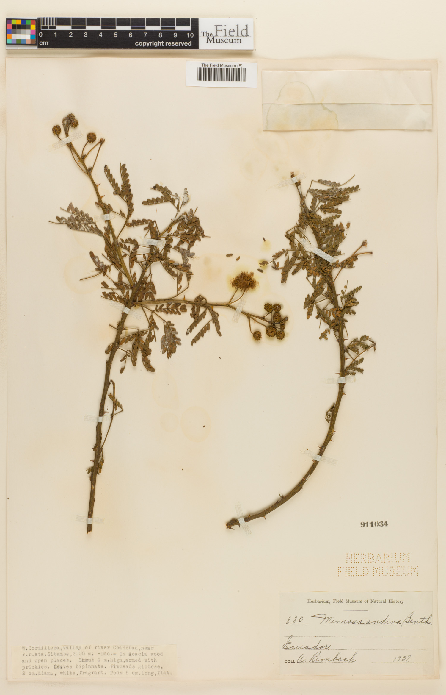 Mimosa andina image