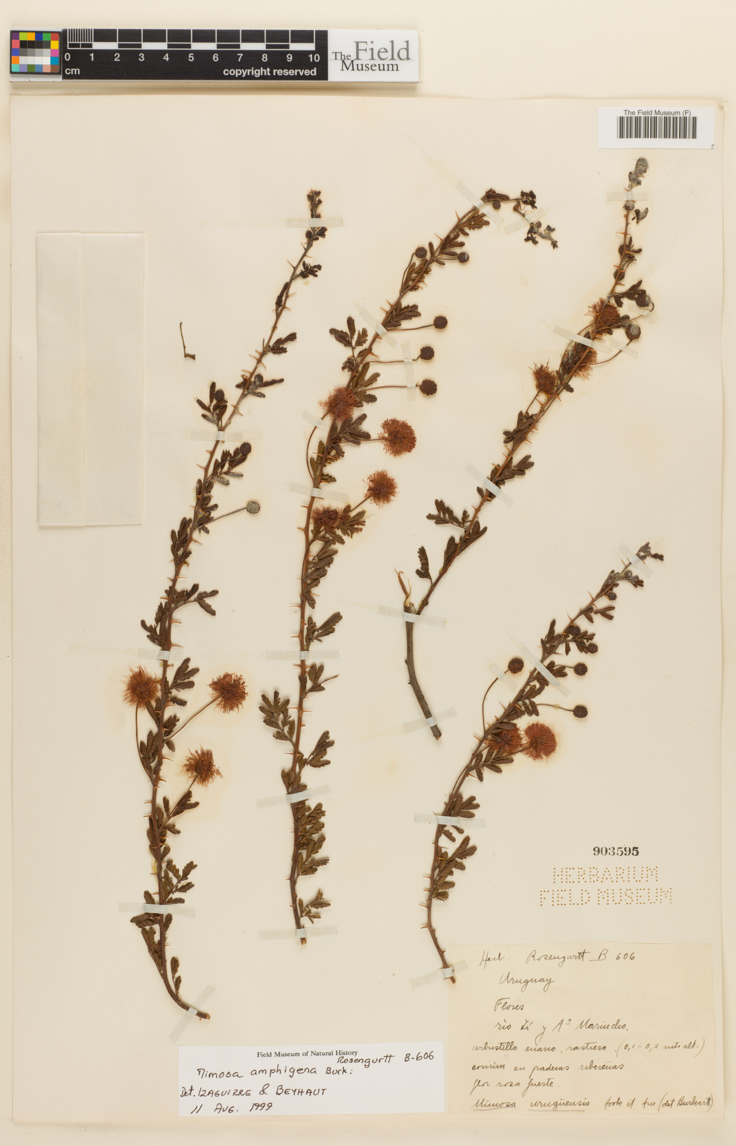 Mimosa amphigena image