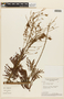 Mimosa apodocarpa image