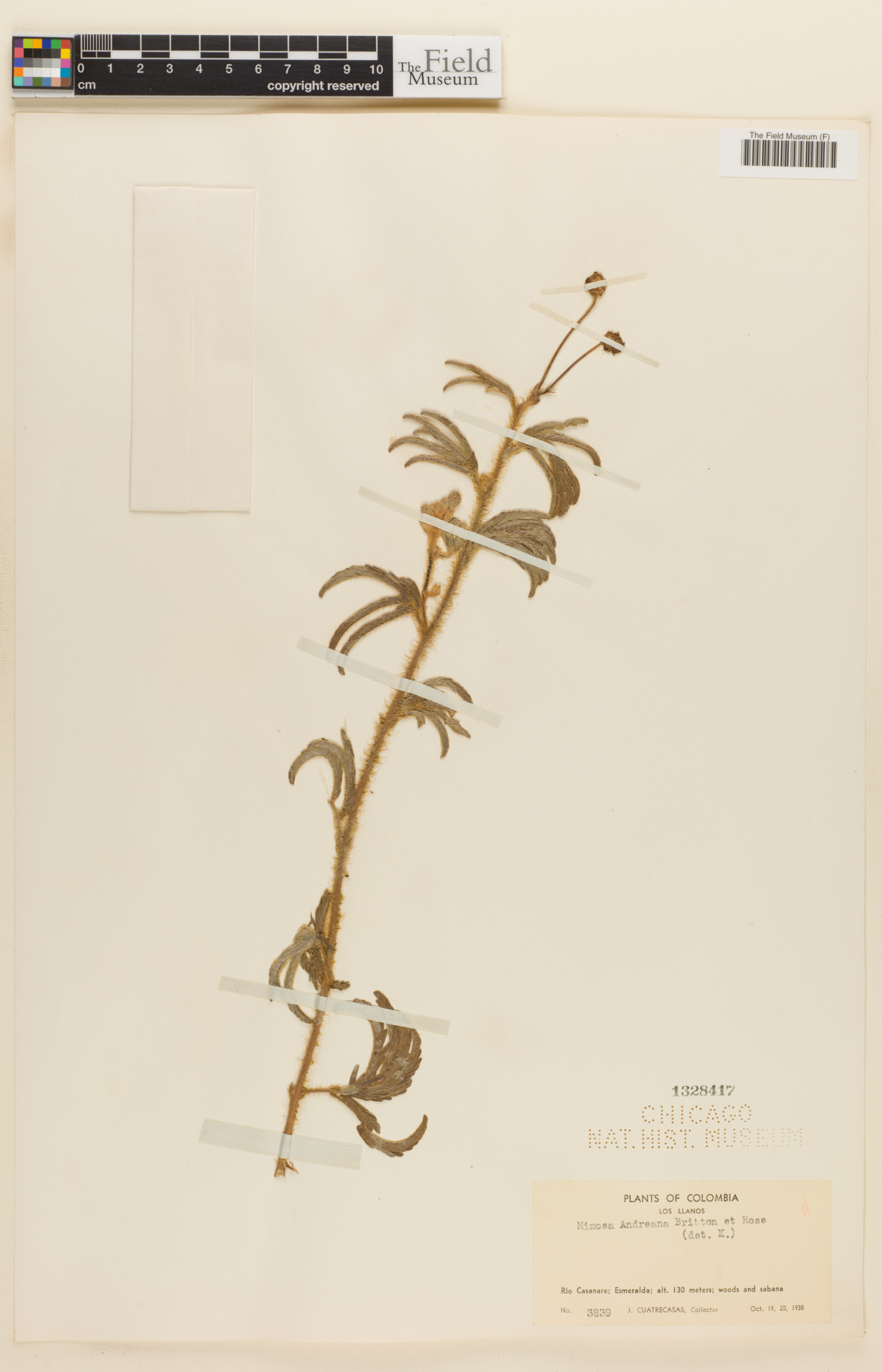 Mimosa andreana image
