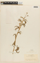 Mimosa andreana image