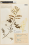 Mimosa arenosa var. arenosa image