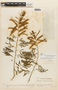 Mimosa arenosa var. arenosa image
