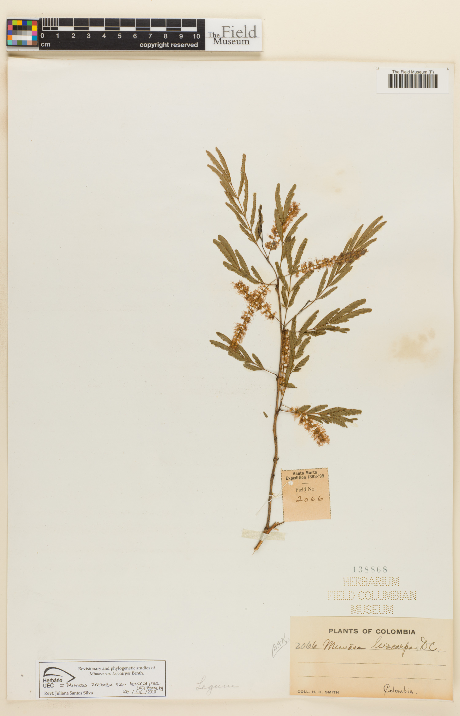 Mimosa arenosa var. leiocarpa image