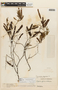 Mimosa arenosa var. leiocarpa image